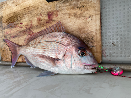 タイの釣果