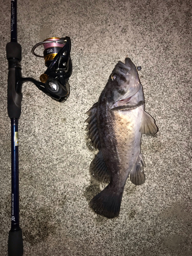 クロソイの釣果