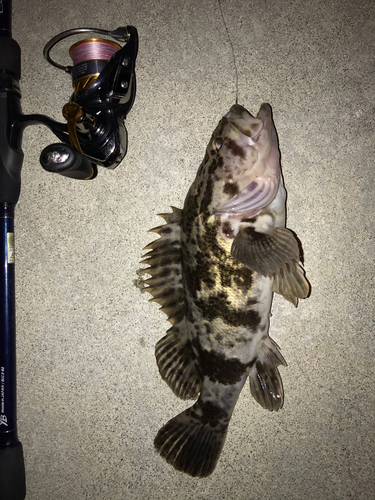 タケノコメバルの釣果