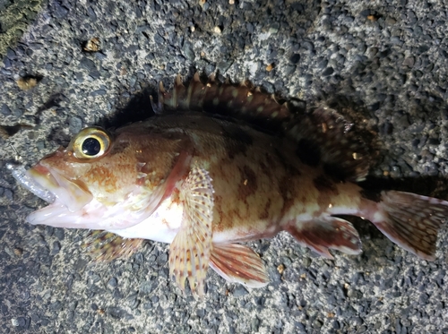 カサゴの釣果