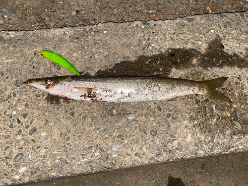 アカカマスの釣果