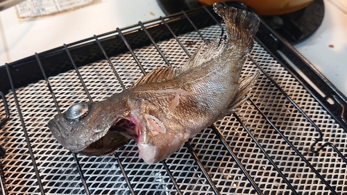 アカメバルの釣果