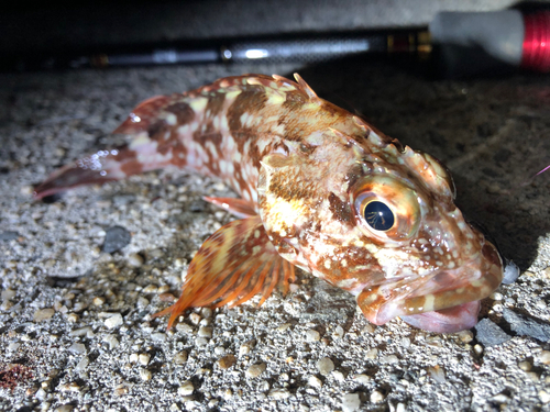 カサゴの釣果