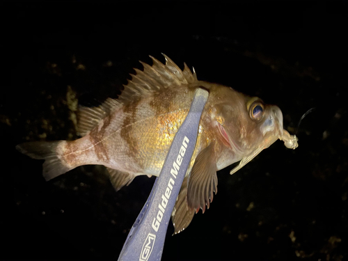 シロメバルの釣果