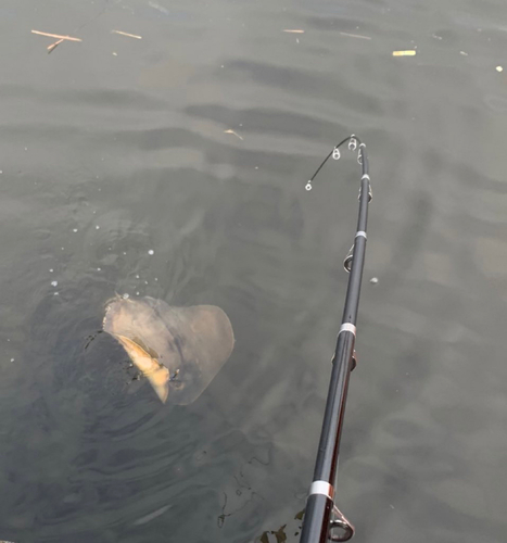 アカエイの釣果