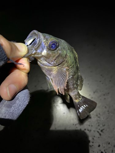 メバルの釣果