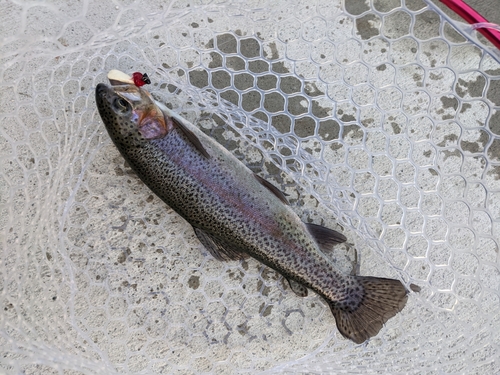 ニジマスの釣果