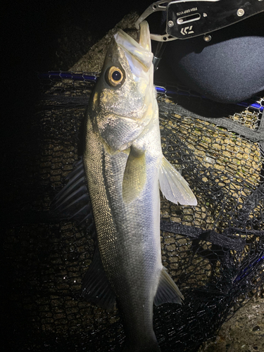 スズキの釣果