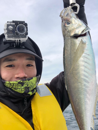 マアジの釣果