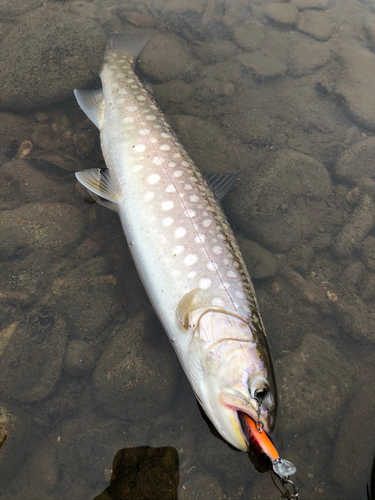 アメマスの釣果