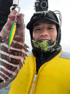 マハタの釣果