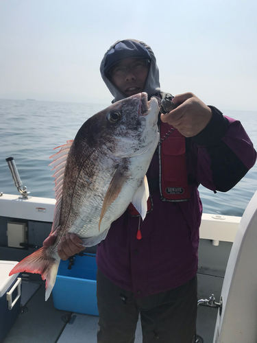 マダイの釣果