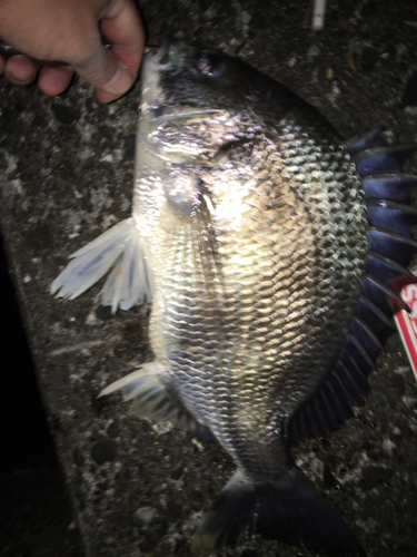 クロダイの釣果