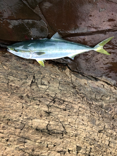 ブリの釣果