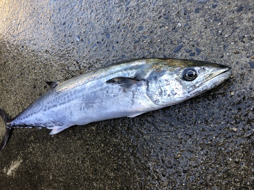 釣果