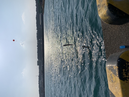 ウルメイワシの釣果