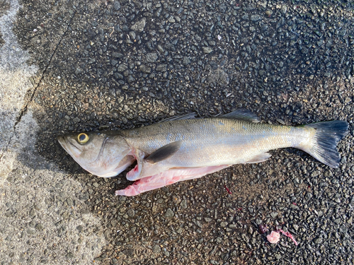 スズキの釣果