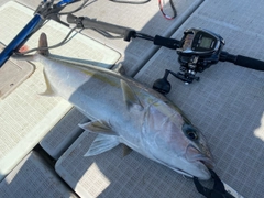 カンパチの釣果