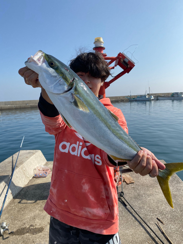 イナダの釣果