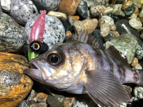 メバルの釣果