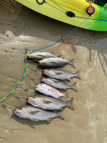 イサキの釣果