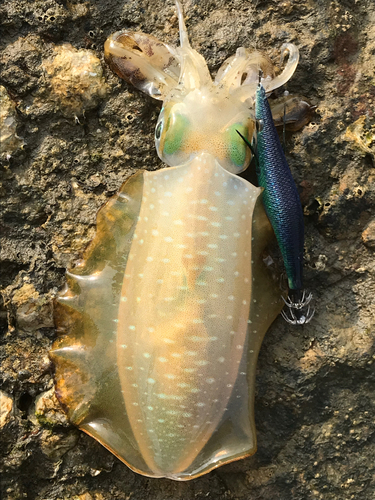 アオリイカの釣果