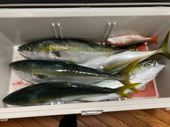 ヒラマサの釣果