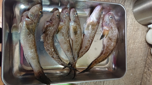 イシモチの釣果