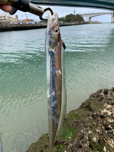 タチウオの釣果