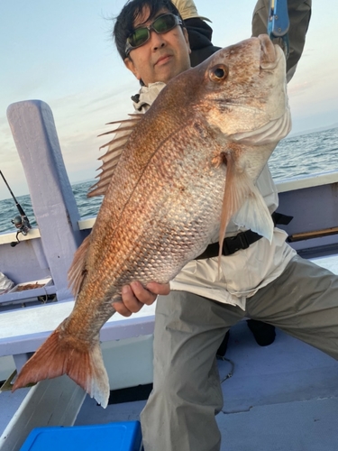 マダイの釣果