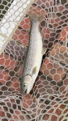 イワナの釣果