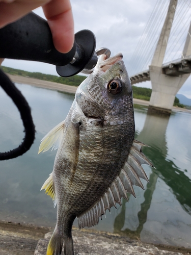 キビレの釣果