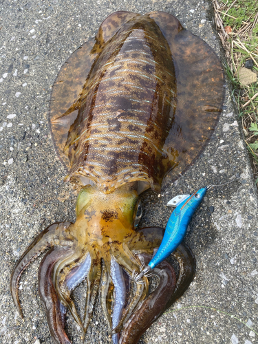 モイカの釣果