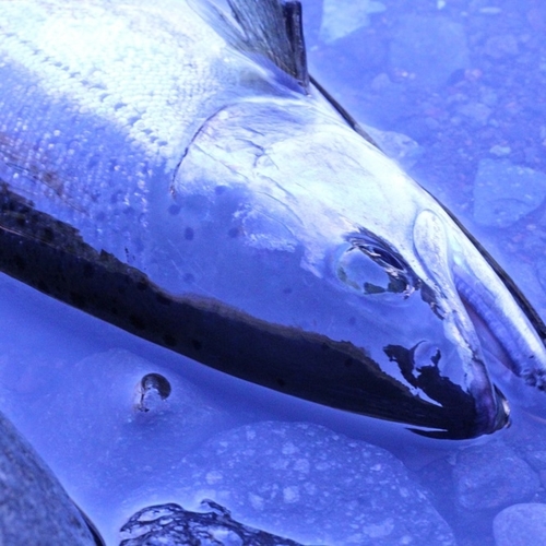 サクラマスの釣果