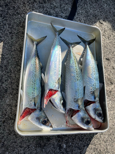 サバの釣果