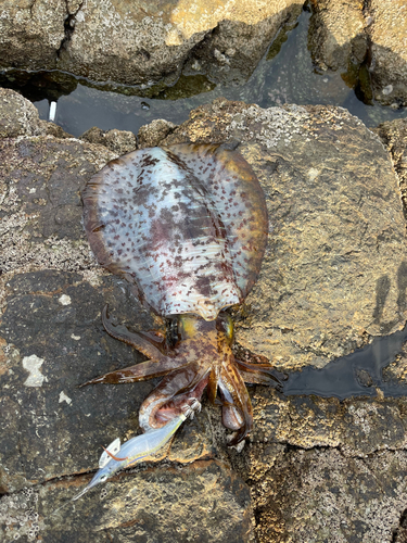 アオリイカの釣果