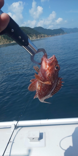 カサゴの釣果