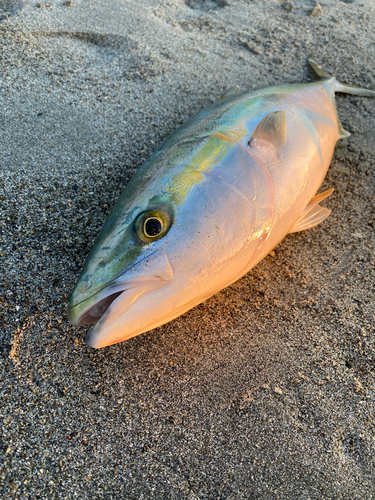 イナダの釣果