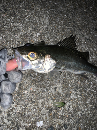 セイゴ（タイリクスズキ）の釣果