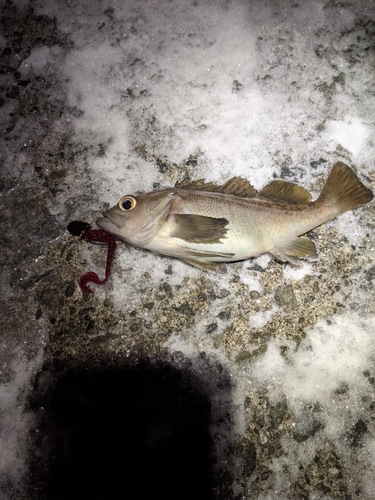 ガヤの釣果