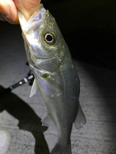 セイゴ（マルスズキ）の釣果