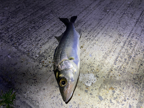 セイゴ（マルスズキ）の釣果