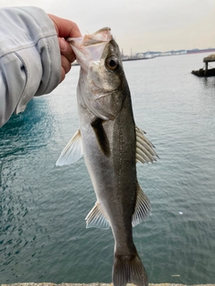フッコ（マルスズキ）の釣果