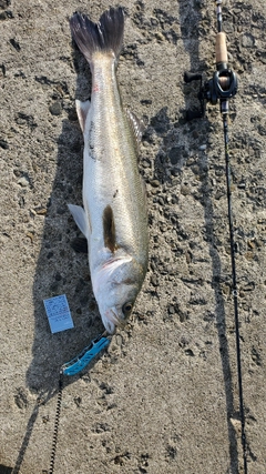 シーバスの釣果