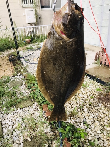 ヒラメの釣果