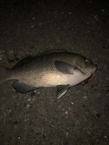 グレの釣果