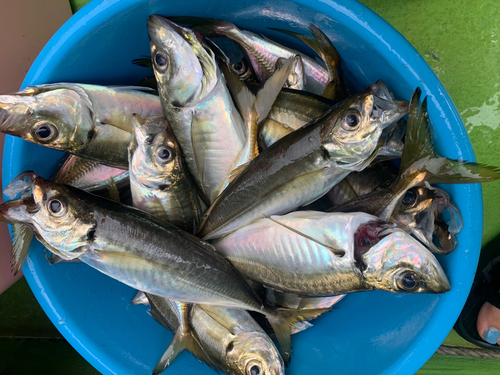 アジの釣果