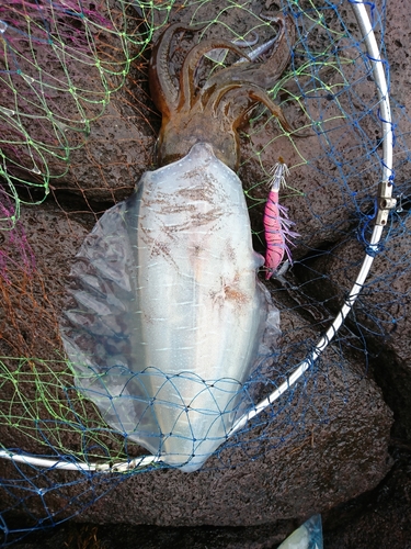 アオリイカの釣果