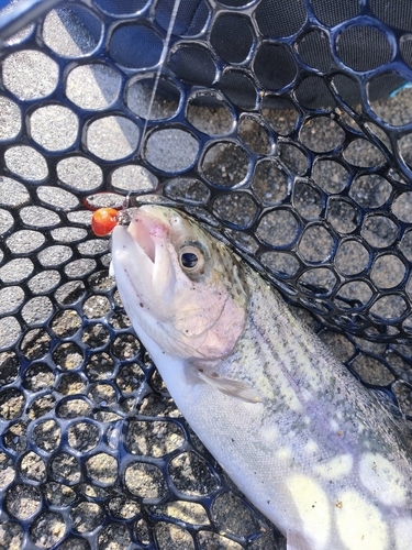 ニジマスの釣果