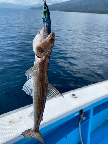 エソの釣果